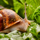 The snail is the unofficial mascot of the Slow Food movement, for obvious reasons.